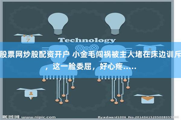 股票网炒股配资开户 小金毛闯祸被主人堵在床边训斥，这一脸委屈，好心疼.....